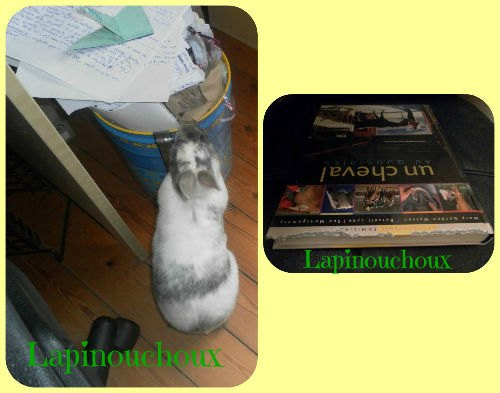 Dégât des lapins sur les livres, feuilles et magazines